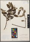 Foto von Salix wallichiana Andersson